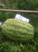 XXL Melon