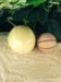 carolina pumpkin