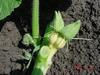 Siamese Pumpkins growing on 707 Toftness pland