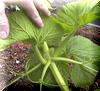 Double leaf node on main vine