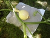 Pumpkin too close to the vine