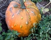 Pimples on a Pumpkin?