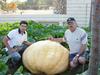 Neighbour's pumpkin