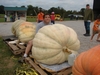 my 11 % Heavy 580 Lb pumpkin whitacre 580 2011 