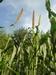 close up of 12 ft. pearl millet heads