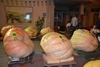 Podio gara della zucca più pesante di Girifalco