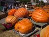 Hilger's Giant Pumpkin Weighoff