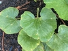 lesions on other plants in the garden.  jarradhale variety pumpkin i think