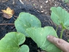 lesions on other plants in the garden.  jarradhale variety pumpkin i think