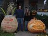 James Kane's 2006 Pumpkins