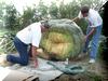 Loading the Squash #6