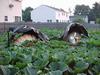 shot of my pumpkin patch