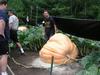 Fred Macari and one of his 1173 Macari pumpkins