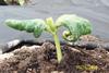 Curly Seed leaves