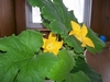 Pumpkin Flowers Bloom On Christmas Day!