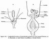 Male and female flower parts