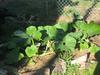 Chuck Veader Pumpkins grown in Virginia beach at 5 weeks in the ground