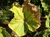 Browning leaves from "sand-like" leaf deposits