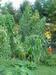 giant amaranth flowering