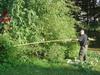 Amaranthus cannabinus (tidalmarsh amaranth) at 16 feet wide