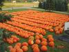 MORE OF BIRDS MONSTER PUMPKINS