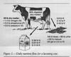 Cow Nutrient Flow