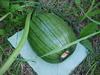 more squash different plant?