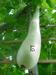 looking up the gourd