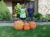 orange pumpkins after picking