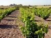 wineyard in May