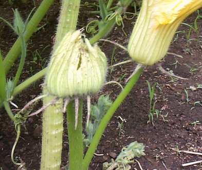 Double Male Flower