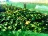 SaladDoug_UK