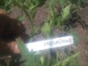 wixom grower ( The Polish Hammer)