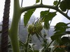 giantveg
