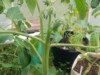 Ragun Gardener