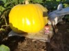 Engel's Great Pumpkins and Carvings
