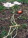 Little Ketchup