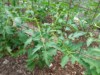 wixom grower ( The Polish Hammer)