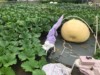 PUMPKIN HOUSE