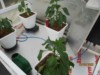 giantveg