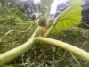 Henry-the giant pumpkin grower